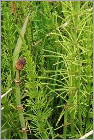 Attēlu rezultāti vaicājumam “Equisetum fluviatile”