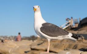 Attēlu rezultāti vaicājumam “Larus marinus adult”