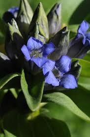 Attēlu rezultāti vaicājumam “Gentiana cruciata leaf”