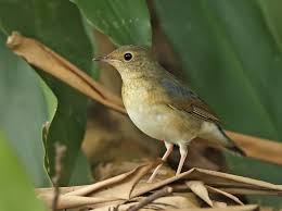 Image result for Luscinia cyane