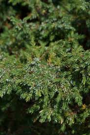 Attēlu rezultāti vaicājumam “Juniperus communis”