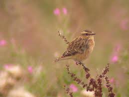 Attēlu rezultāti vaicājumam “Saxicola rubetra juvenile”