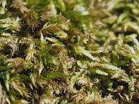 Attēlu rezultāti vaicājumam “Brachythecium rutabulum sporophyte”