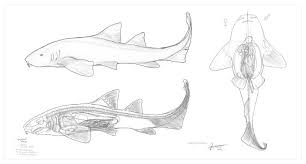 Image result for Ginglymostoma unami