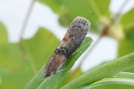 Attēlu rezultāti vaicājumam “Sciota adelphella”