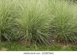 Image result for Miscanthus sinensis Zebrina
