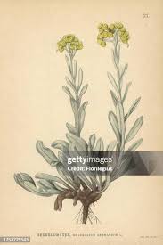 Attēlu rezultāti vaicājumam “Helichrysum arenarium leaf”