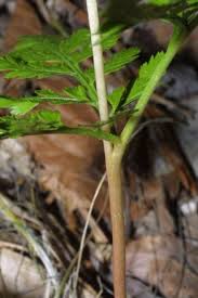 Attēlu rezultāti vaicājumam “Botrychium virginianum”