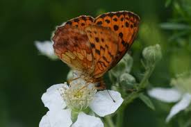 Attēlu rezultāti vaicājumam “Brenthis daphne underside”