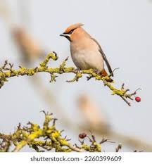Attēlu rezultāti vaicājumam “Bombycilla garrulus”