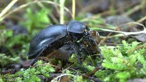 Attēlu rezultāti vaicājumam “Carabus glabratus”