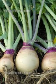 Attēlu rezultāti vaicājumam “Brassica napus”