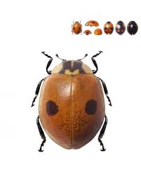 Attēlu rezultāti vaicājumam “Adalia bipunctata”