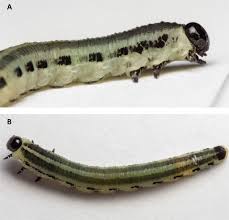 Attēlu rezultāti vaicājumam “Diprionidae cocoon”