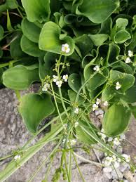 Attēlu rezultāti vaicājumam “Alisma plantago-aquatica flower”