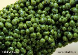 Attēlu rezultāti vaicājumam “Physarum virescens young”