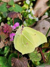 Attēlu rezultāti vaicājumam “Gonepteryx rhamni”