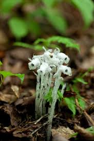 Image result for ギンリョウソウ