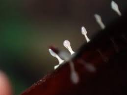 Attēlu rezultāti vaicājumam “Diachea leucopodia macro”