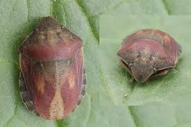 Attēlu rezultāti vaicājumam “Eurygaster testudinaria imago”