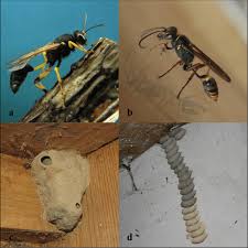 Attēlu rezultāti vaicājumam “Pinthaeus sanguinipes imago”