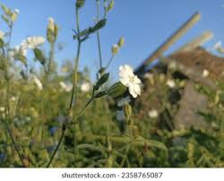 Attēlu rezultāti vaicājumam “Silene latifolia subsp. alba flower”