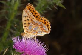 Attēlu rezultāti vaicājumam “Issoria lathonia”