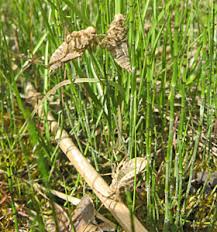 Attēlu rezultāti vaicājumam “Tettigoniodea exuvia”