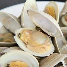 Image result for Clams