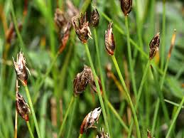 Attēlu rezultāti vaicājumam “Eleocharis quinqueflora”