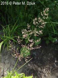 Attēlu rezultāti vaicājumam “Agrostis capillaris”