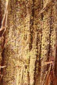 Attēlu rezultāti vaicājumam “Biatora sphaeroides”