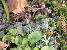 Attēlu rezultāti vaicājumam “Sedum hispanicum fruit”