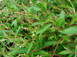 Attēlu rezultāti vaicājumam “Persicaria hydropiper leaf”