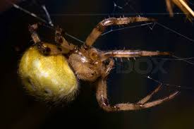 Attēlu rezultāti vaicājumam “Araneus quadratus female”
