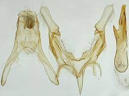 Attēlu rezultāti vaicājumam “Gelechia rhombella”