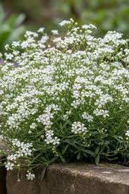 Attēlu rezultāti vaicājumam “Gypsophila fastigiata flower”