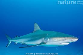 Image result for Carcharhinus perezii