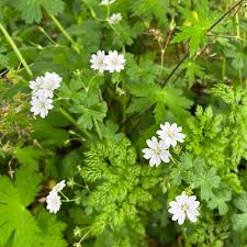 Attēlu rezultāti vaicājumam “Geranium pyrenaicum leaf”
