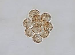 Attēlu rezultāti vaicājumam “Reticularia lycoperdon young”