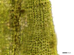 Attēlu rezultāti vaicājumam “Dichodontium pellucidum macro”