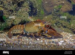 Attēlu rezultāti vaicājumam “Astacus astacus”