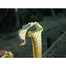 Attēlu rezultāti vaicājumam “Neckera complanata sporophyte”