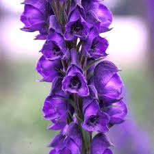 Image result for Aconitum napellus