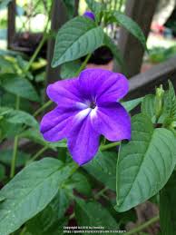 Image result for Browallia speciosa