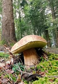 Attēlu rezultāti vaicājumam “Vouauxiomyces santessonii”