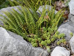 Attēlu rezultāti vaicājumam “Asplenium trichomanes”
