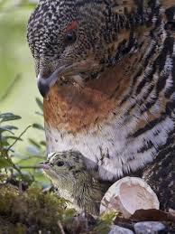 Attēlu rezultāti vaicājumam “Tetrao urogallus female”