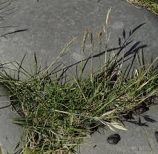 Attēlu rezultāti vaicājumam “Festuca arenaria”