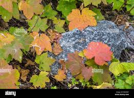 Attēlu rezultāti vaicājumam “Rubus parviflorus leaf”